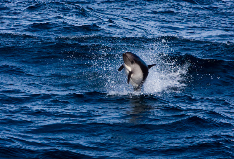 Peales Dolphin Breaching